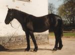 Immer noch neu im Stall  