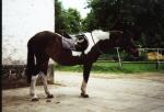 Am Stall 1998